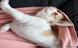 Chihuahua dogs for sale: Apple head boy Chihuahua  - Image 6