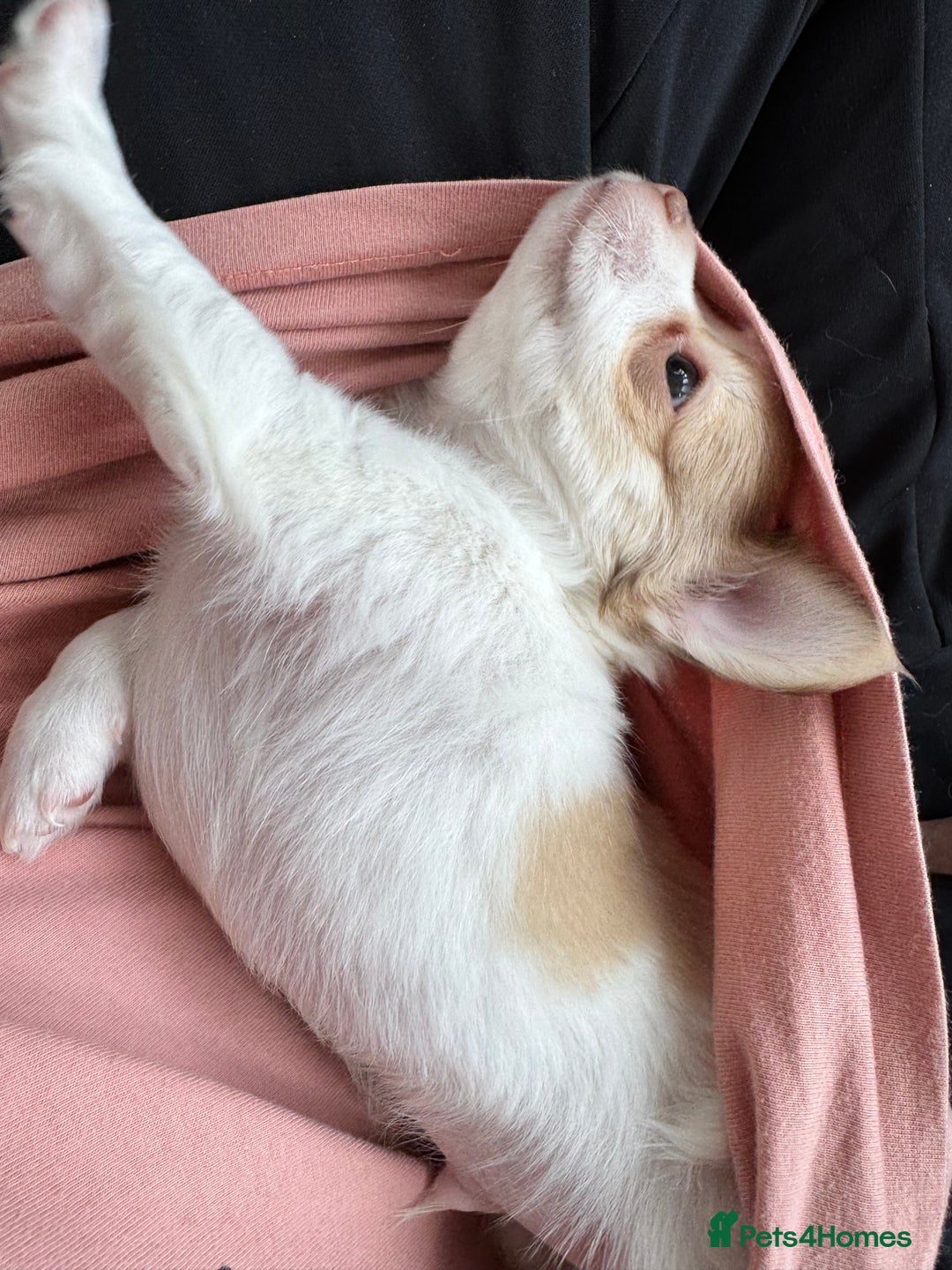 Chihuahua dogs for sale: Apple head boy Chihuahua  - Image 6