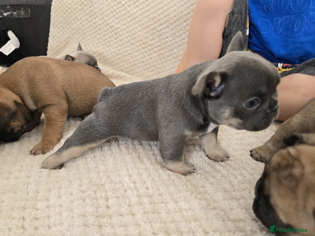 French Bulldog dogs for sale: French bulldog  - Image 10
