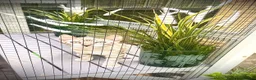 Bengal cats for sale: 2 beautiful benegal sisters  - Advert 12
