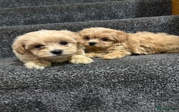 Maltipoo dogs for sale: Gourgeous toy maltipoo puppies❤️ - Image 12