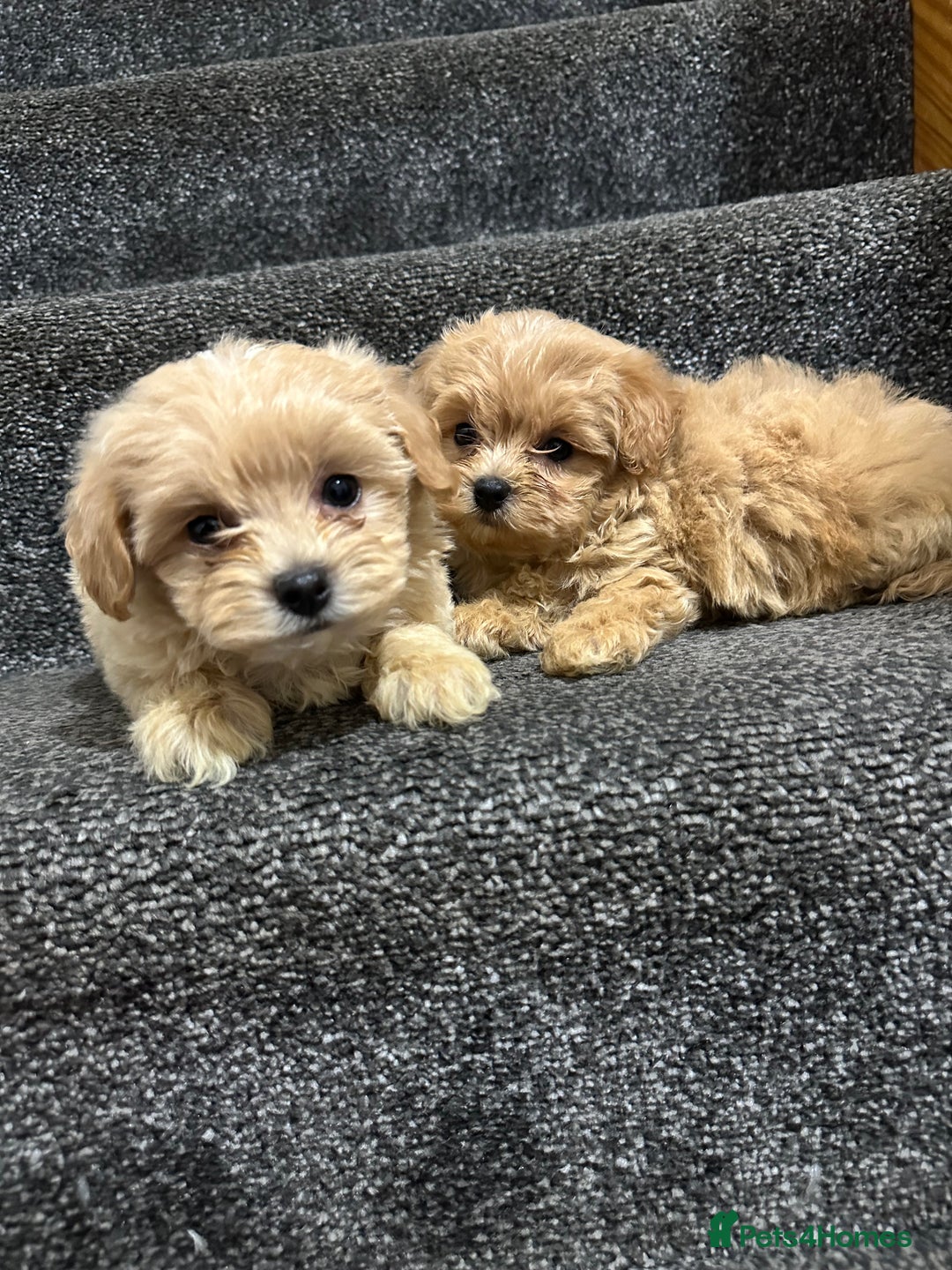 Maltipoo dogs for sale: Gourgeous toy maltipoo puppies❤️ - Image 12