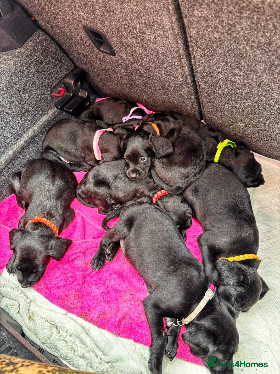 Springador dogs Beautiful Springador Puppies 🐾 - Advert 2