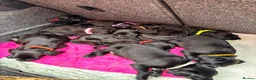 Springador dogs for sale: Beautiful Springador Puppies 🐾 - Advert 3