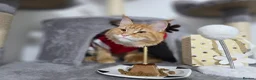 Maine Coon cats for sale: Maine Coon kitten for sale - Advert 3