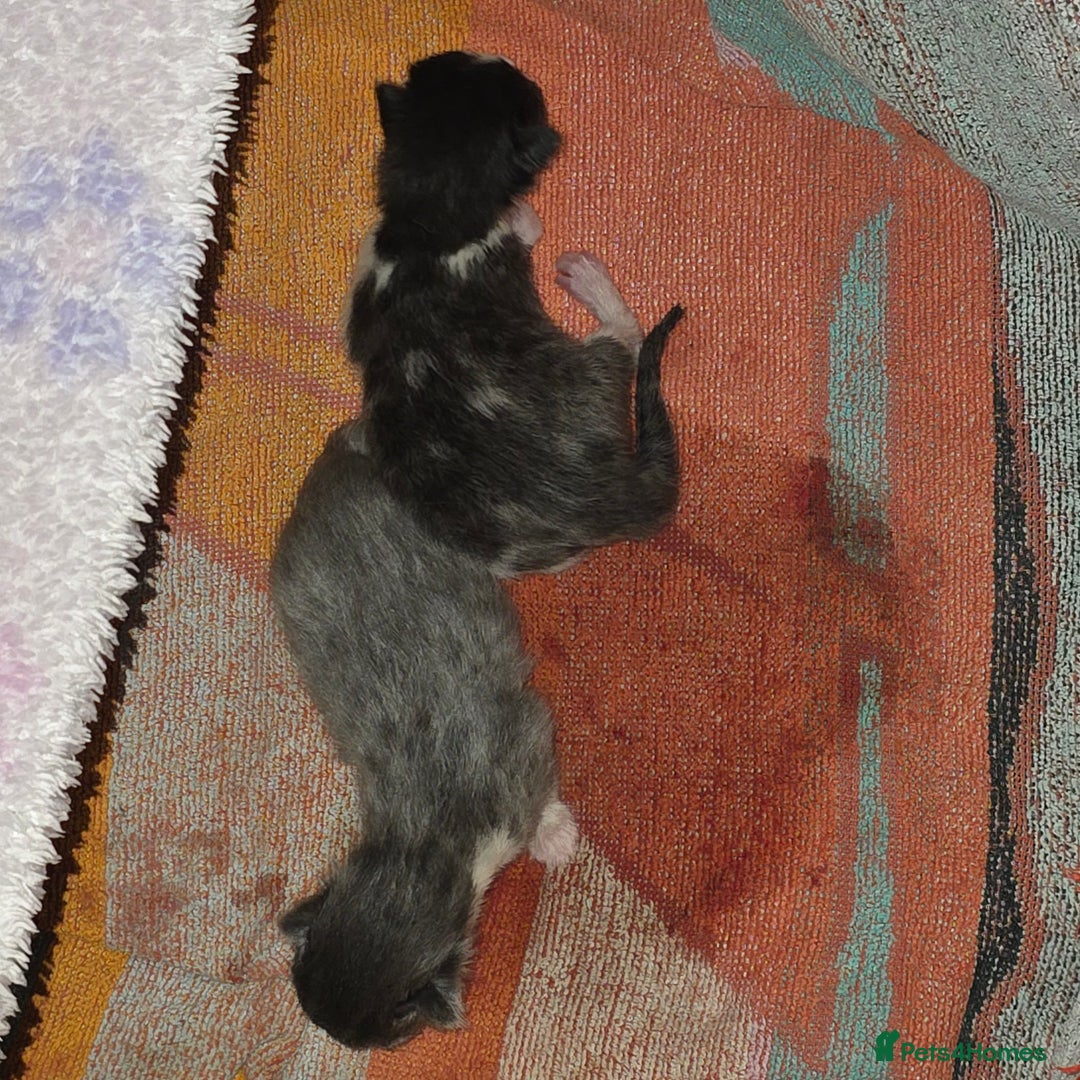 Russian Blue cats for sale: Mixed Russian blue kittens - Advert 7