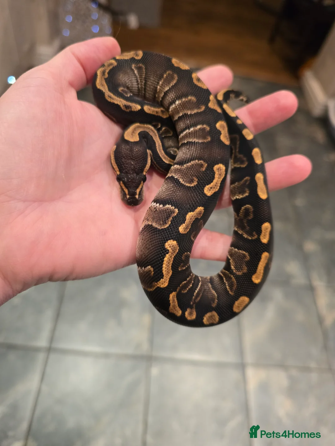 Python Snake reptiles for sale: Royal/ball pythons young to adult - Advert 5
