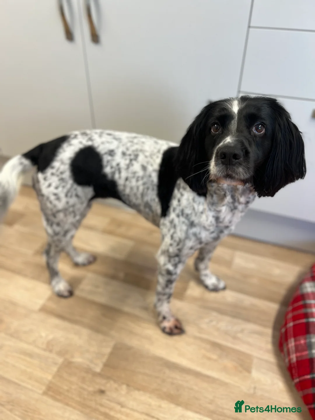 English Springer Spaniel dogs for sale: Looking for a special home - Advert 3