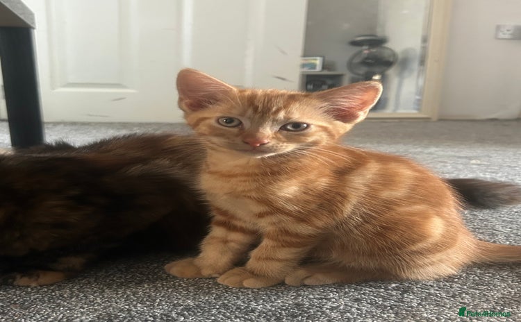 British Longhair cats - Advert 2