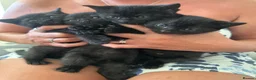 Mixed Breed cats for sale: All black Kittens for Sale in Crawley - Advert 2