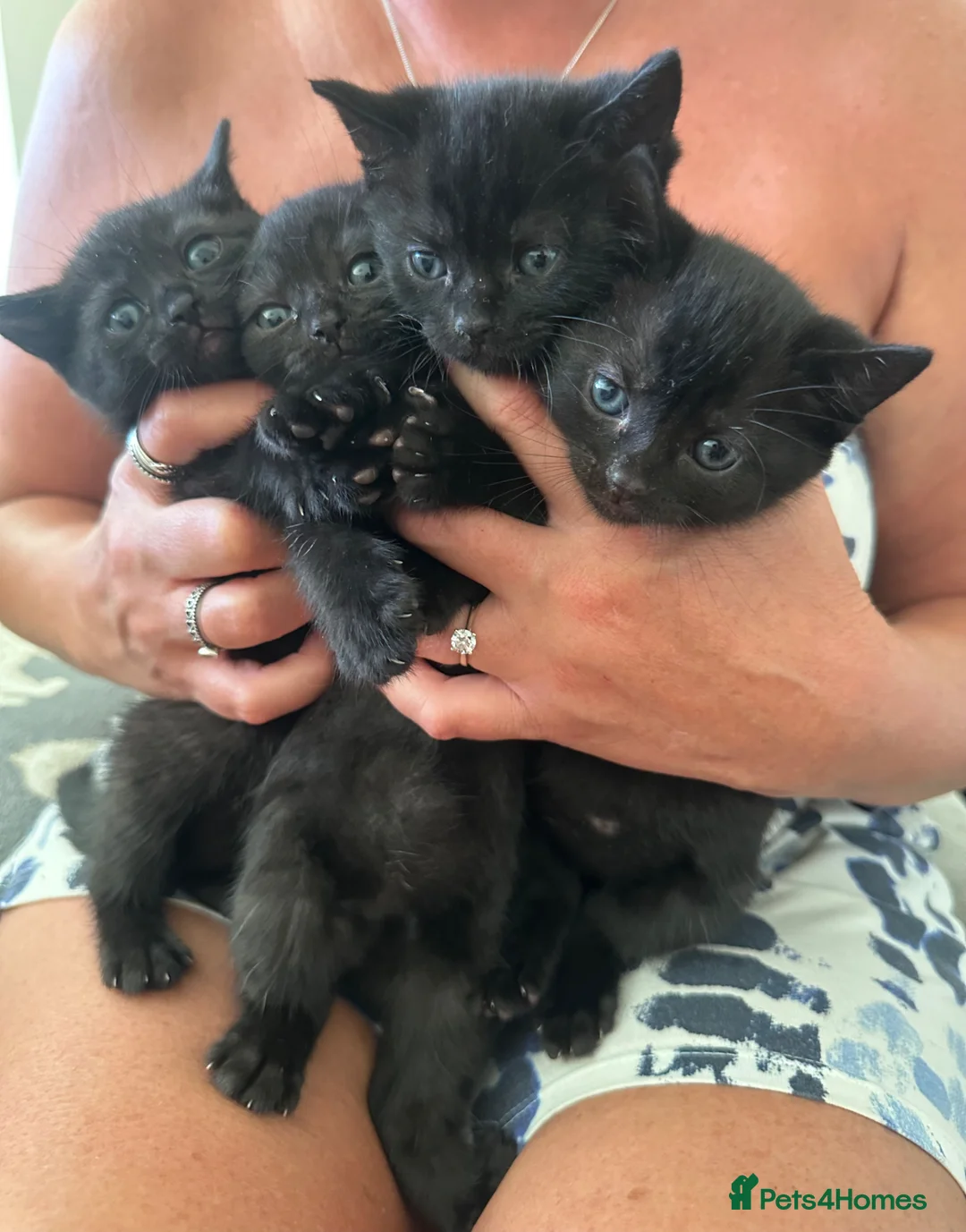 Mixed Breed cats for sale: All black Kittens for Sale in Crawley - Advert 2