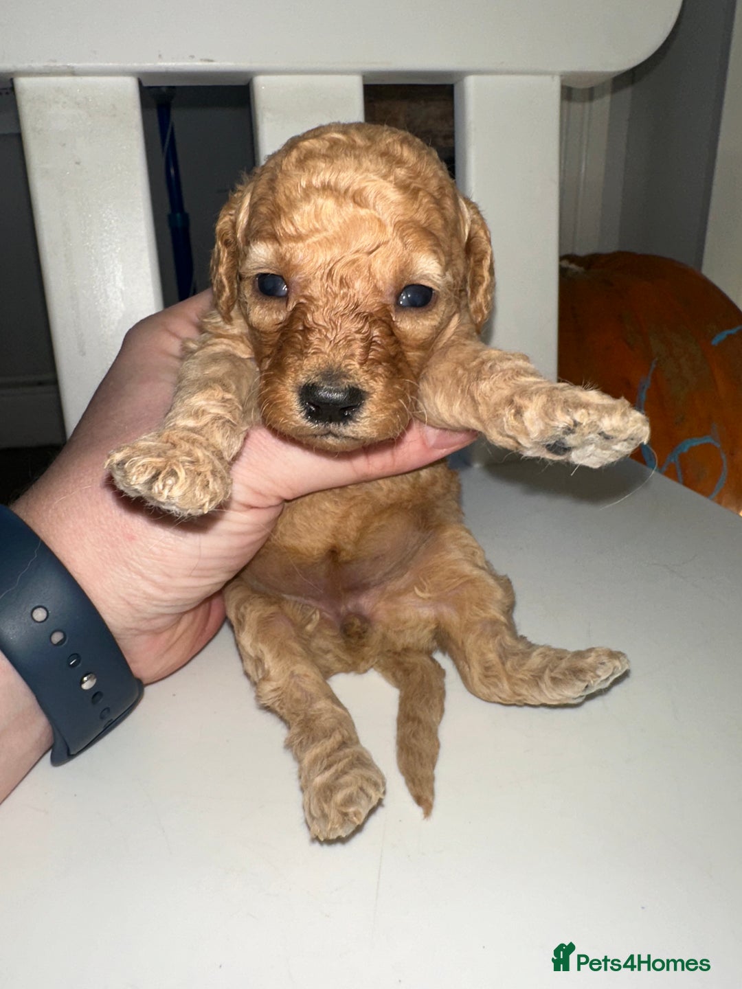 Goldendoodle dogs for sale: Miniature Goldendoodles - Ready Mid December  - Advert 25