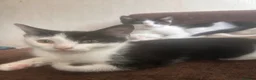 American Shorthair cats for sale: 6 lovely kittens, playful and cuddly  - Advert 4
