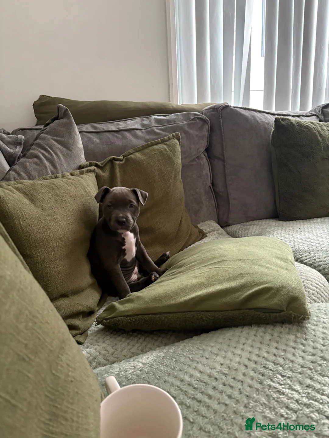 Staffordshire Bull Terrier dogs for sale: Beautiful Blue female girl - Advert 2