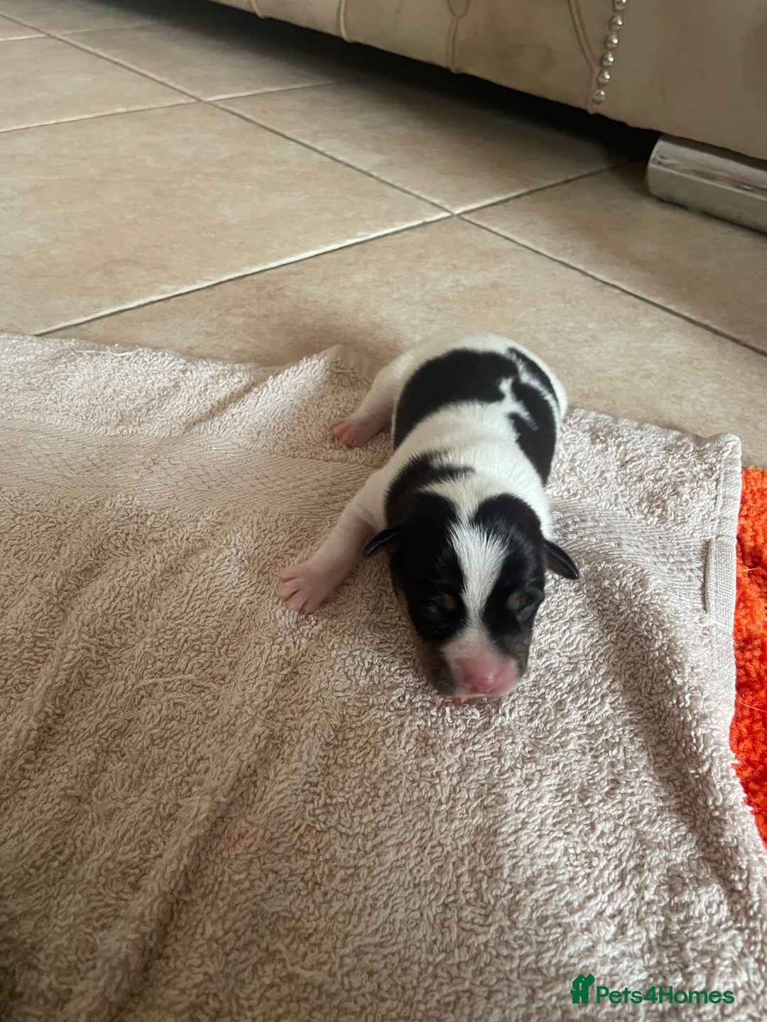 Jack Russell dogs for sale: Jack Russel puppys  - Image 5
