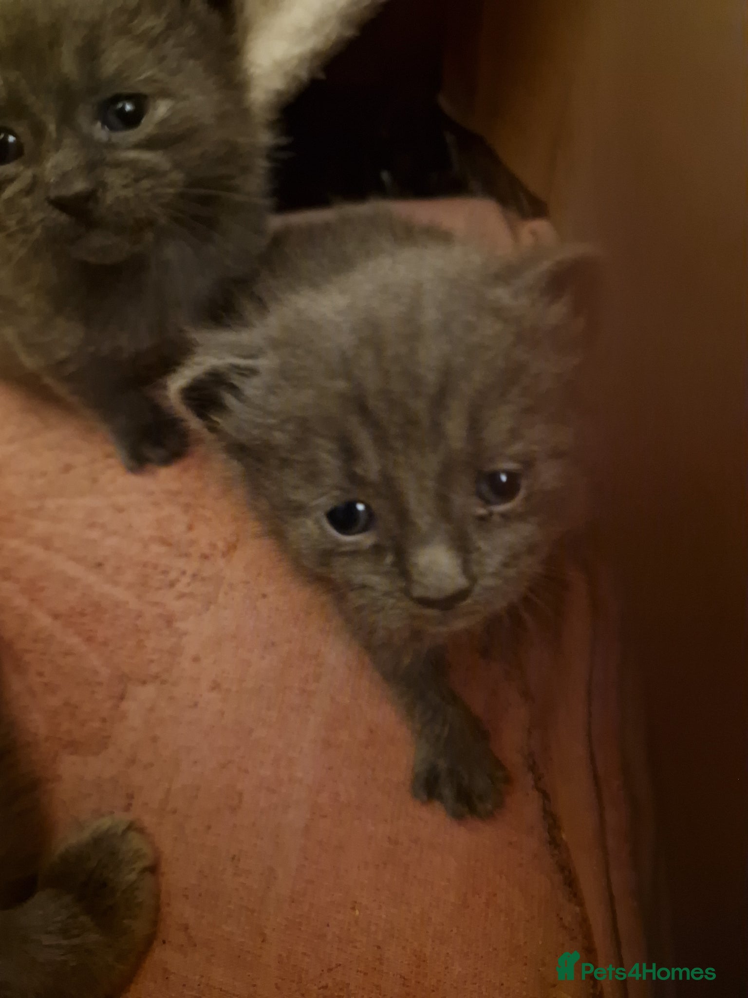 Russian Blue cats Russian blue grey kittens - Advert 7