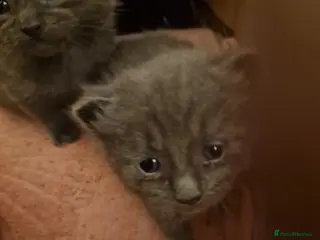 Russian Blue cats Russian blue grey kittens - Advert 7