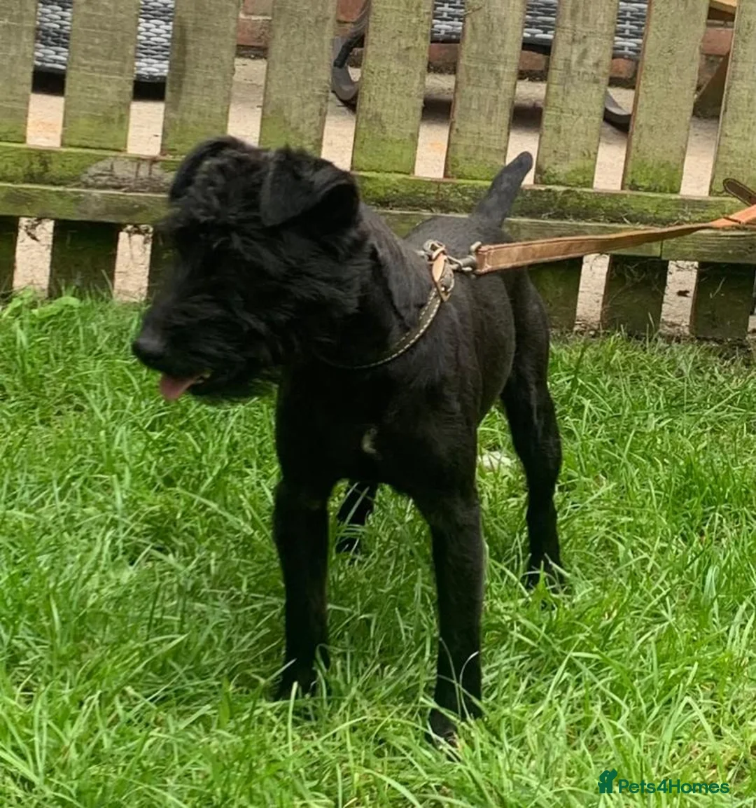 Patterdale Terrier dogs for sale: Patterdale terrier puppies  in Longfield - Advert 2