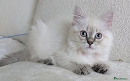 British Shorthair cats for sale: 🐾 Gorgeous British Shorthair Kittens 🐾 Pointed! - Image 1