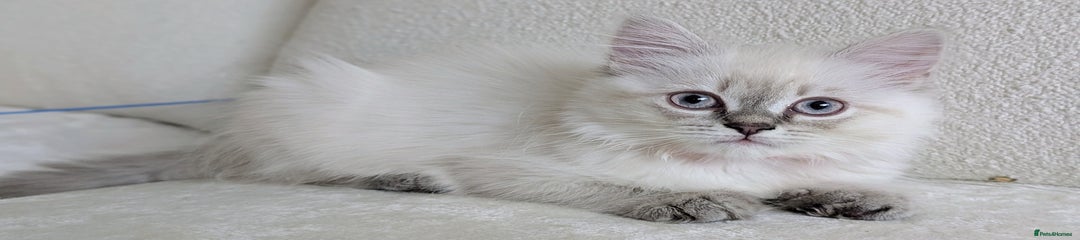 ❤️ Tabby lilac pointed girl