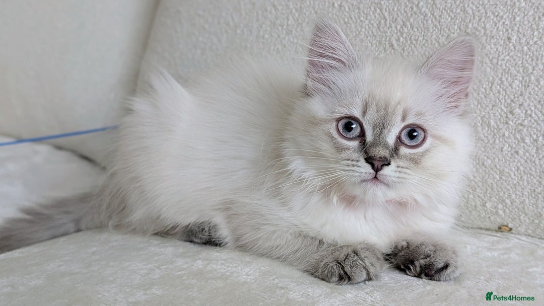 British Shorthair cats for sale: 🐾 Gorgeous British Shorthair Kittens 🐾 Pointed! - Image 1