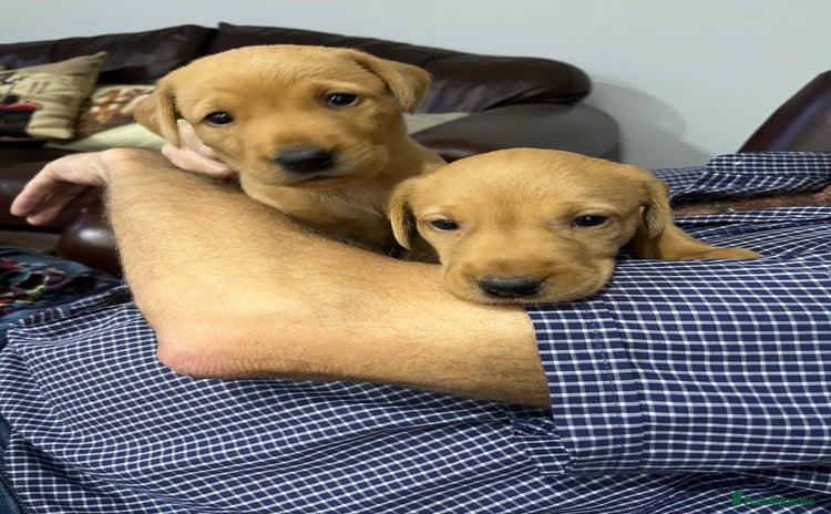 Labrador Retriever dogs - Advert 8
