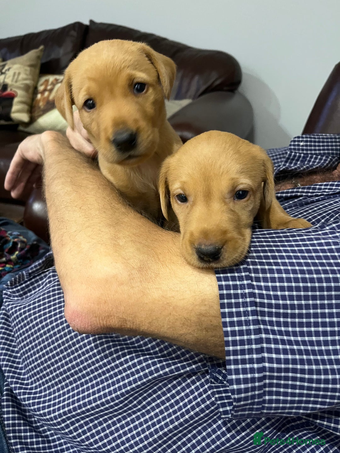 Labrador Retriever dogs for sale: Stunning fox red & black Labrador puppies  - Image 1