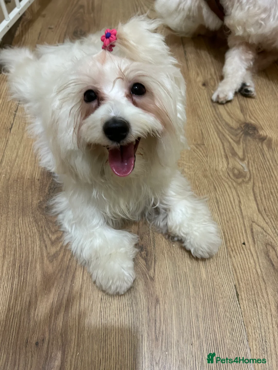 Havanese dogs for sale: Sweet Bella 🤗 - Advert 1