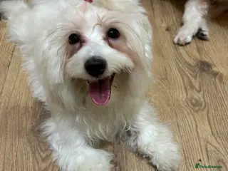 Havanese dogs Sweet Bella 🤗 - Advert 6