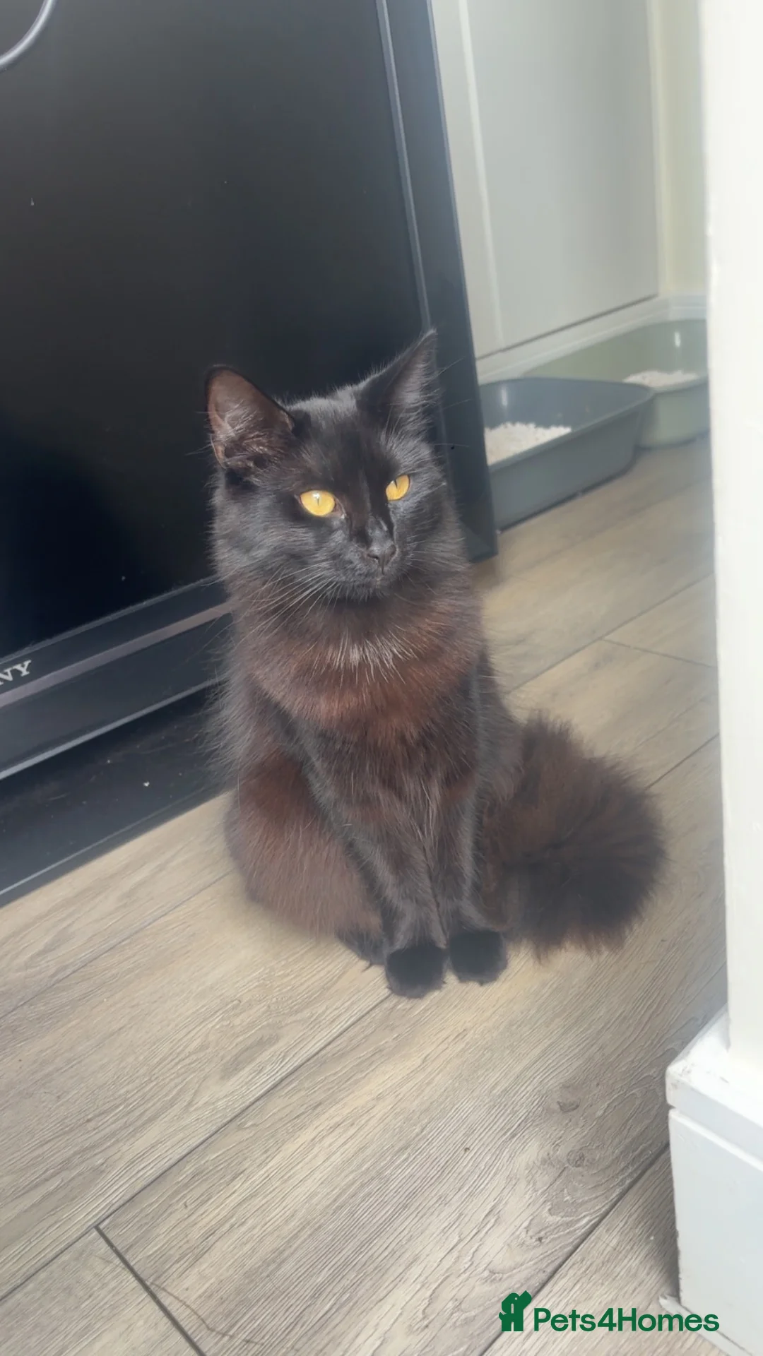 Mixed Breed cats for sale: 1 kitten and 1 cat in Rotherham - Advert 8