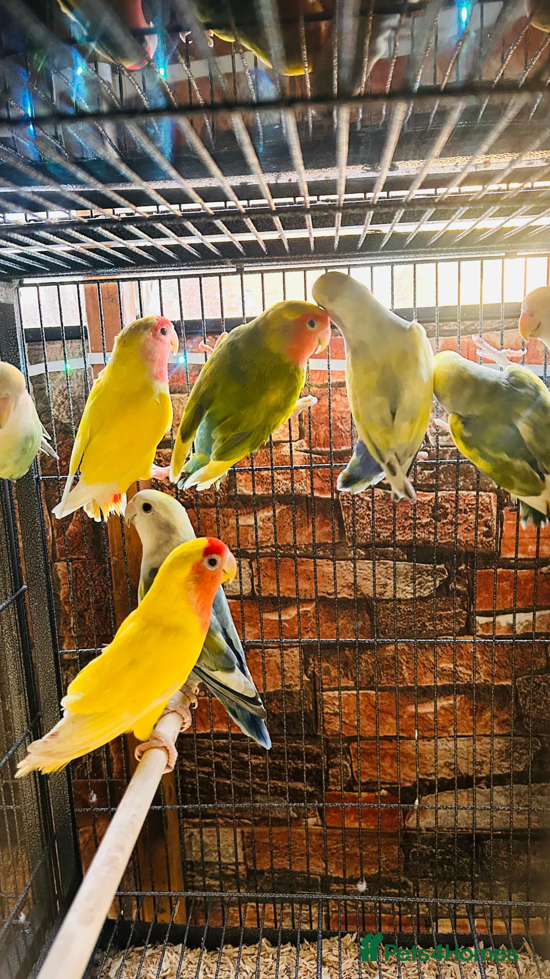 Lovebirds birds for sale: Various peachface lovebirds for sale  - Advert 8