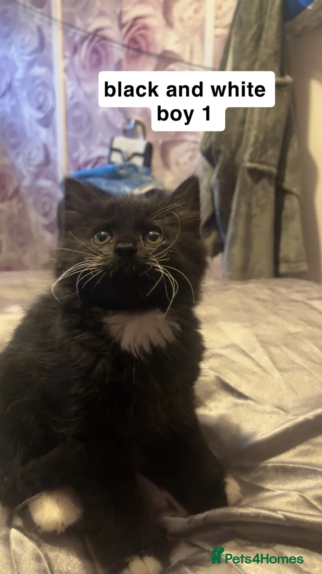 Mixed Breed cats for sale: Kittens for sale  - Advert 2