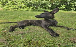 Belgian Shepherd Dog dogs for sale: Dutch Pure Bred Shepherd Puppies  - Image 8