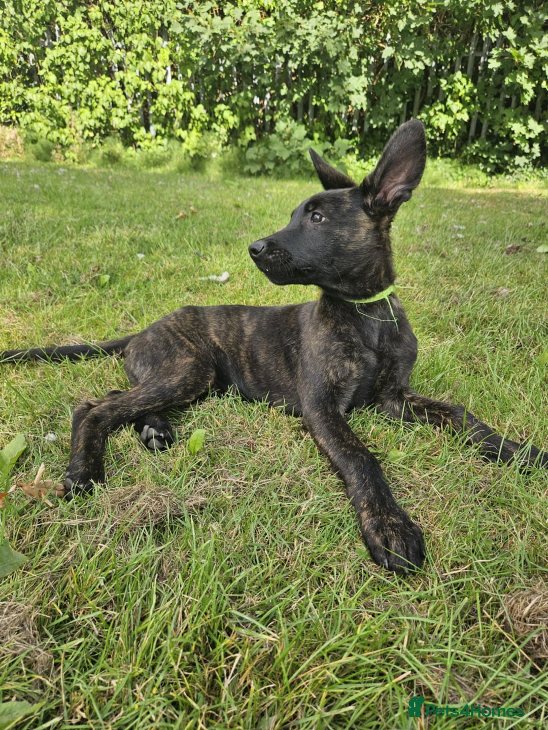 Belgian Shepherd Dog dogs for sale: Dutch Pure Bred Shepherd Puppies  - Image 8