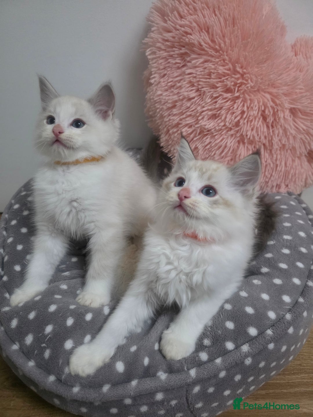 Ragdoll cats for sale: Beautiful GCCF Registered kittens - Advert 2