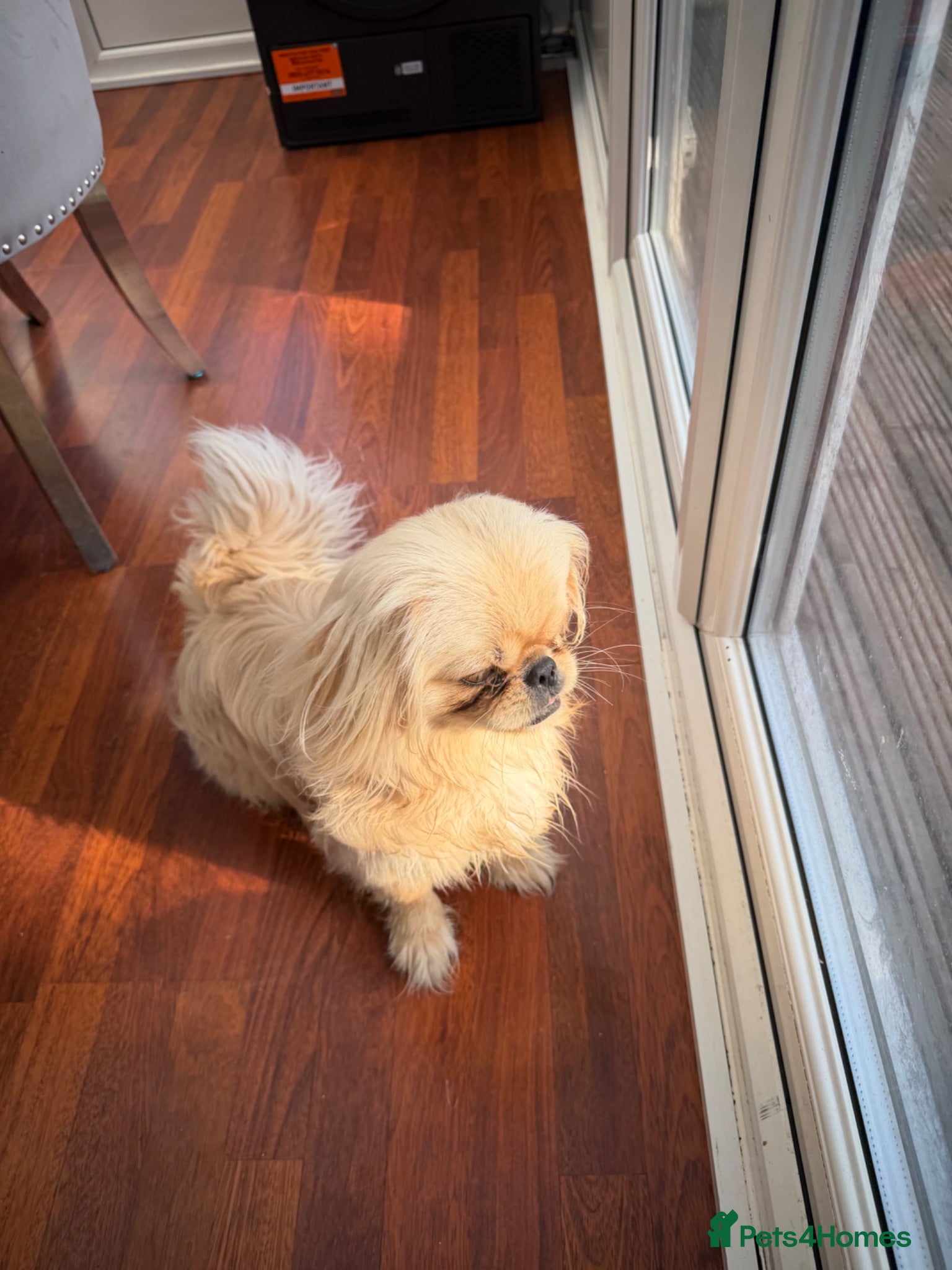Pekingese dogs Male  - Advert 14