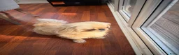 Pekingese dogs for sale: Male  in Bradford - Advert 1