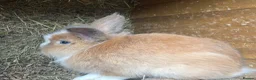 Lionhead rabbits for sale: 3 Lionhead Rabbits For sale  - Advert 2