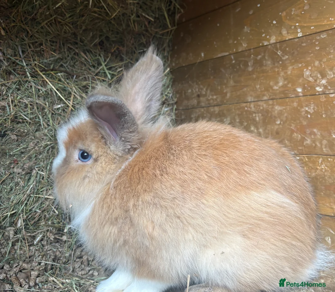 Lionhead rabbits for sale: 3 Lionhead Rabbits For sale  - Advert 2