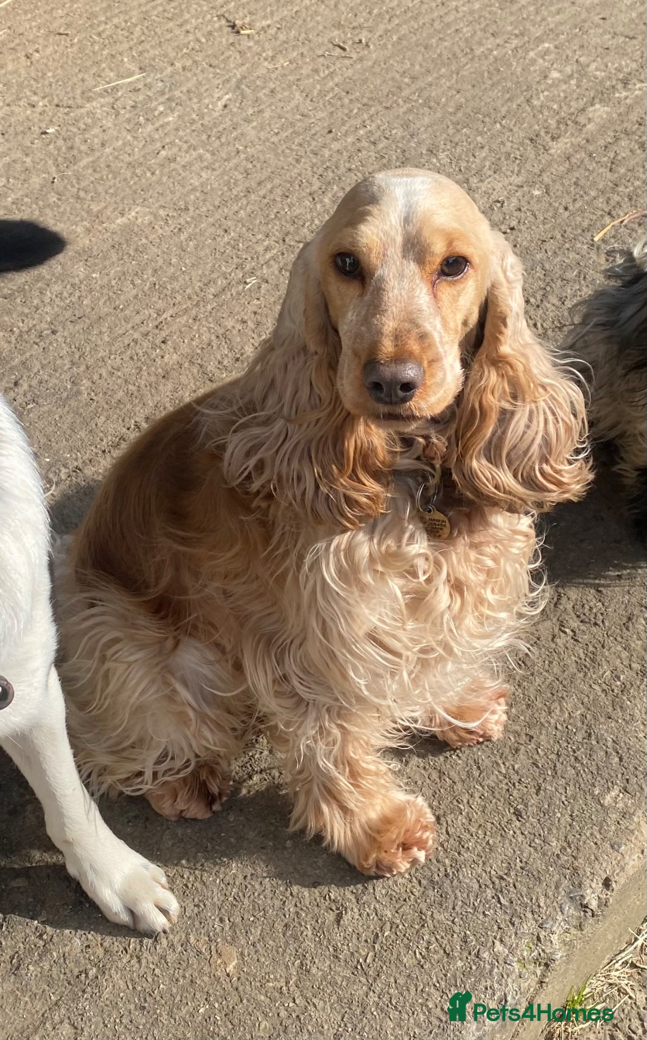 Cocker Spaniel dogs Quality show type KC reg. blue roan pups. - Advert 2