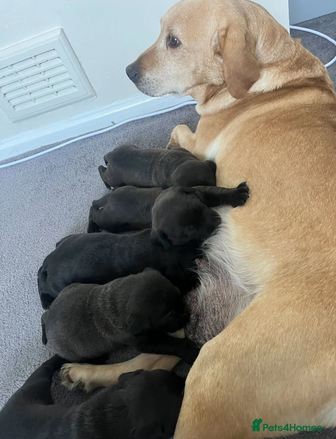 Mixed Breed dogs for sale: Beautiful stuffy cross labs in Shrewsbury - Advert 2