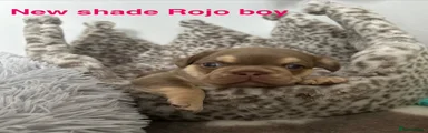 French Bulldog 2