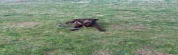 Labrador Retriever dogs for stud: Chocolate Labrador retriever stud  - Advert 4