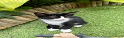 Siamese cats for sale: Half Siamese kittens  - Advert 2