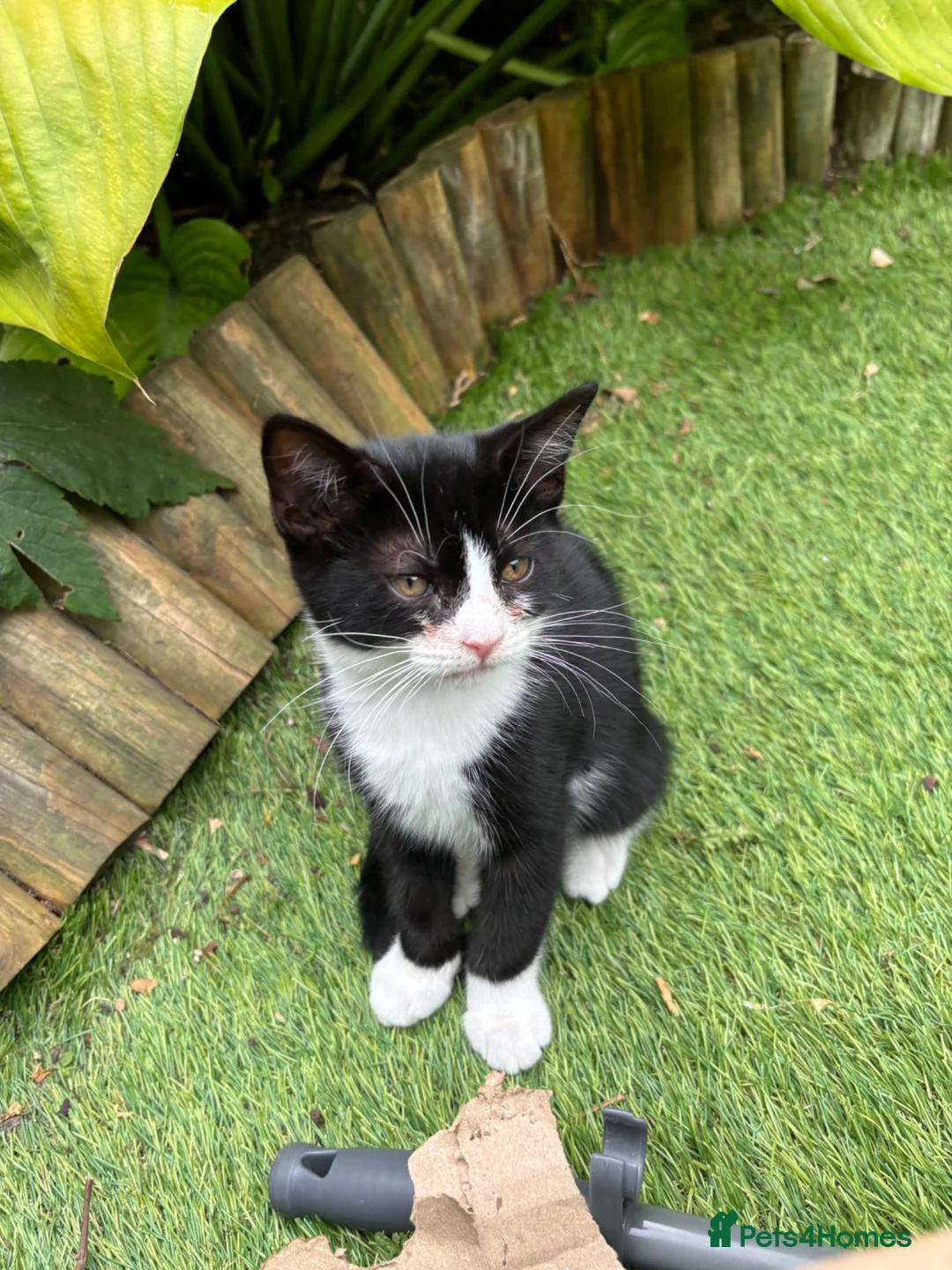 Siamese cats for sale: Half Siamese kittens  - Advert 2