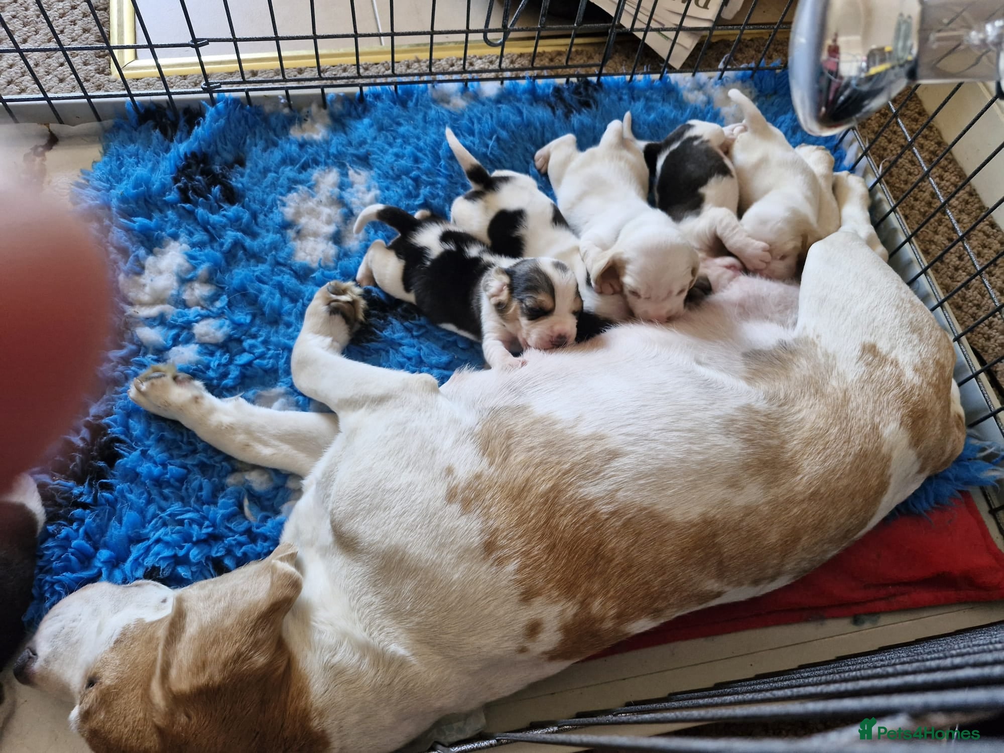 Beagle dogs Champion sired beagles KC reg & DNA health tested - Advert 1