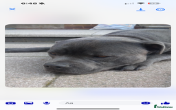 Staffordshire Bull Terrier dogs for sale: STUNNING litter of blue staffy pups - Image 10