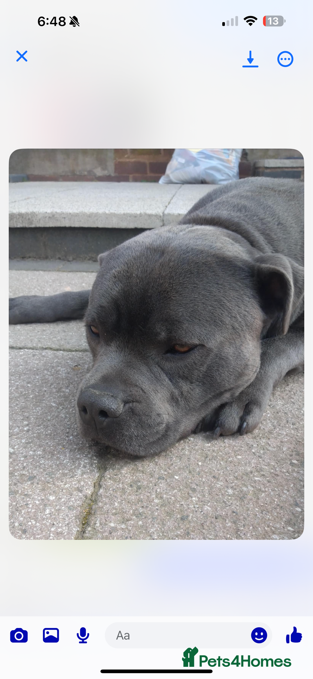 Staffordshire Bull Terrier dogs for sale: STUNNING litter of blue staffy pups - Image 10