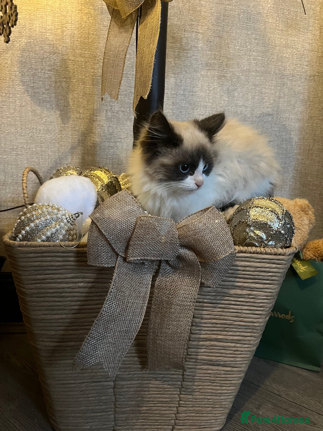 Ragdoll cats for sale: 2 beautiful fluffy ragdoll kittens for sale  - Advert 1