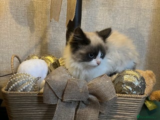 Ragdoll cats 2 beautiful fluffy ragdoll kittens for sale - Advert 5